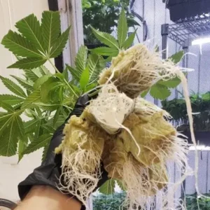 Lemon Cherry Gelato (BackPack Boys Cut)